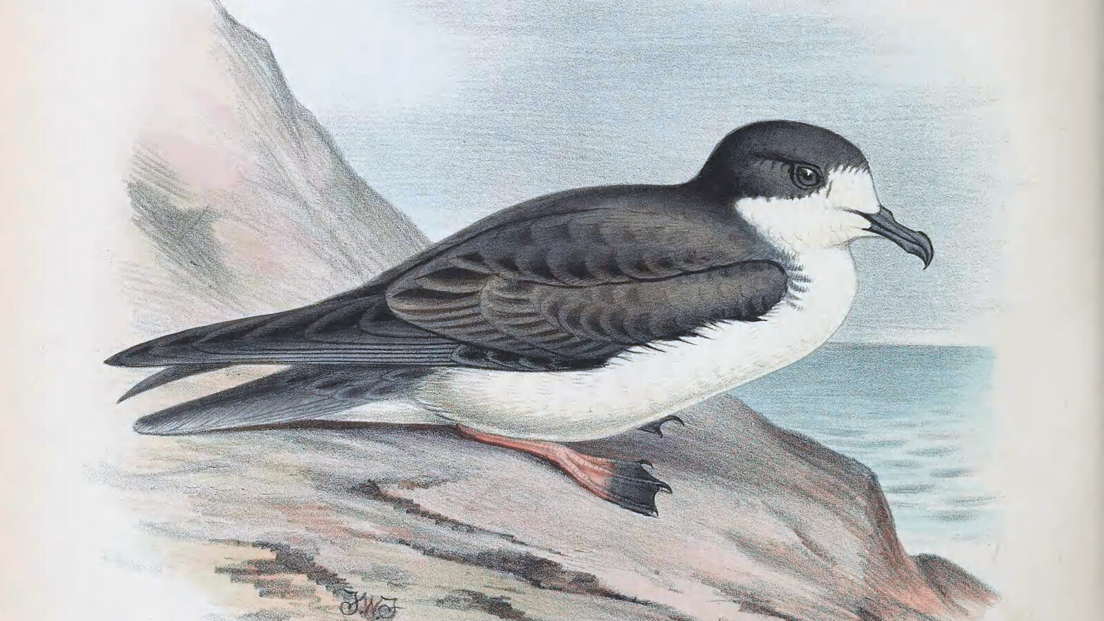Hawaiian Petrel