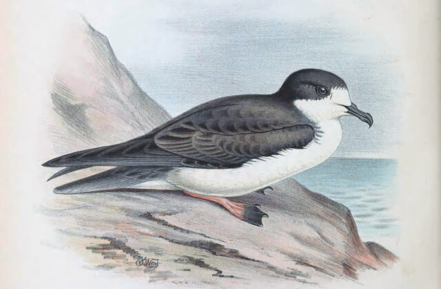 Hawaiian Petrel