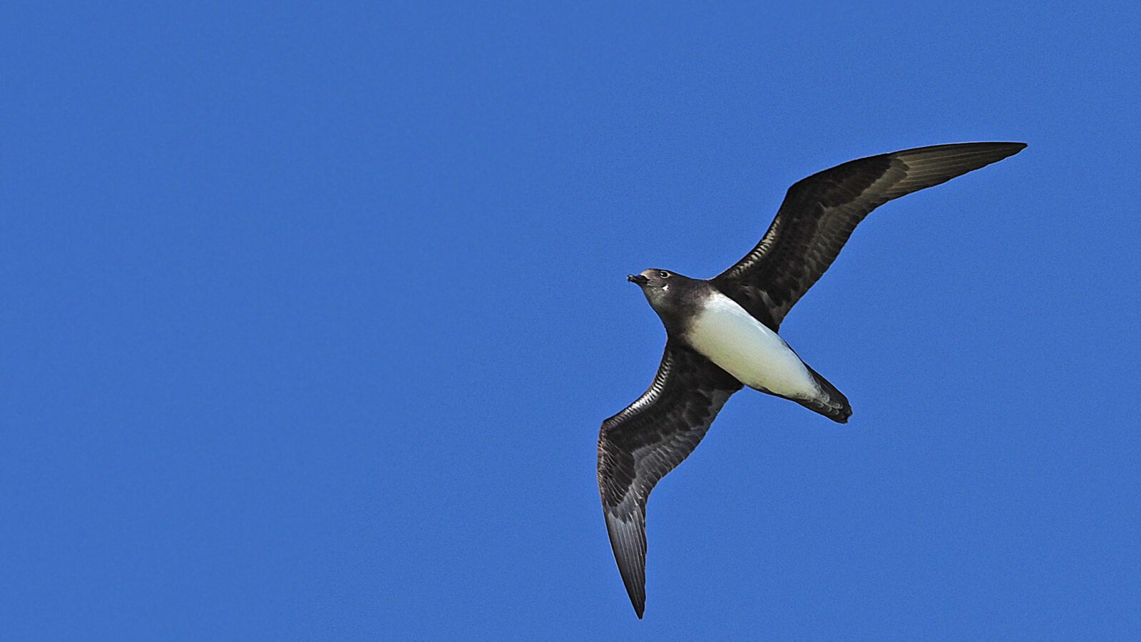 Phoenix Petrel