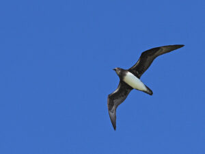 Phoenix Petrel