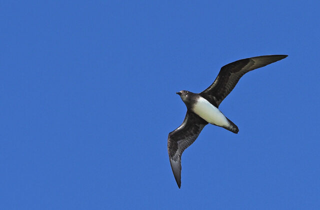 Phoenix Petrel