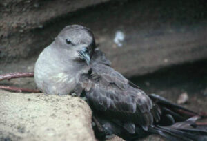 Trindade Petrel