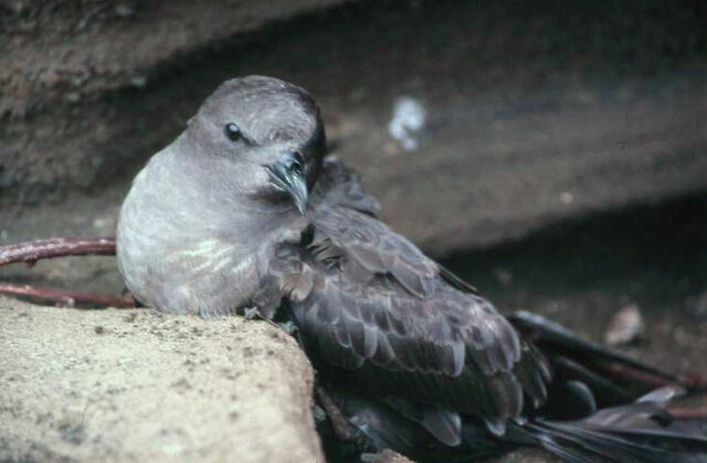 Trindade Petrel