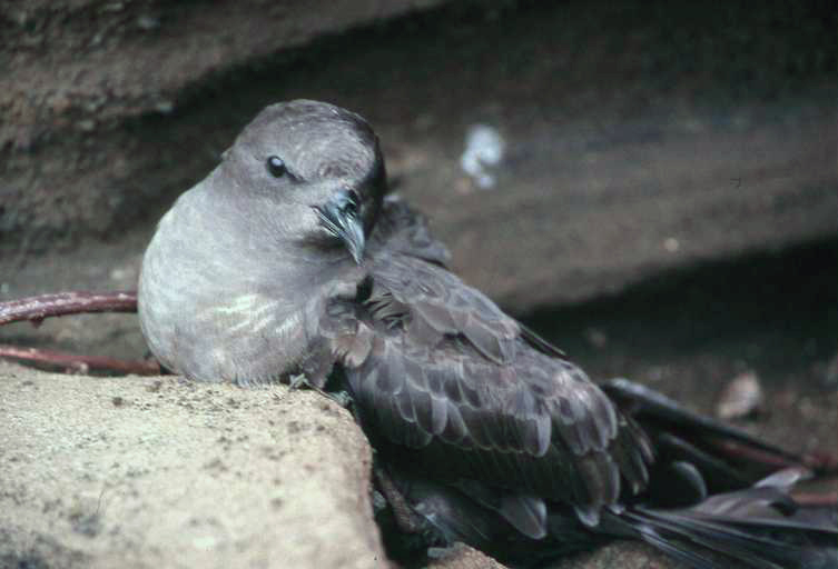 Trindade Petrel