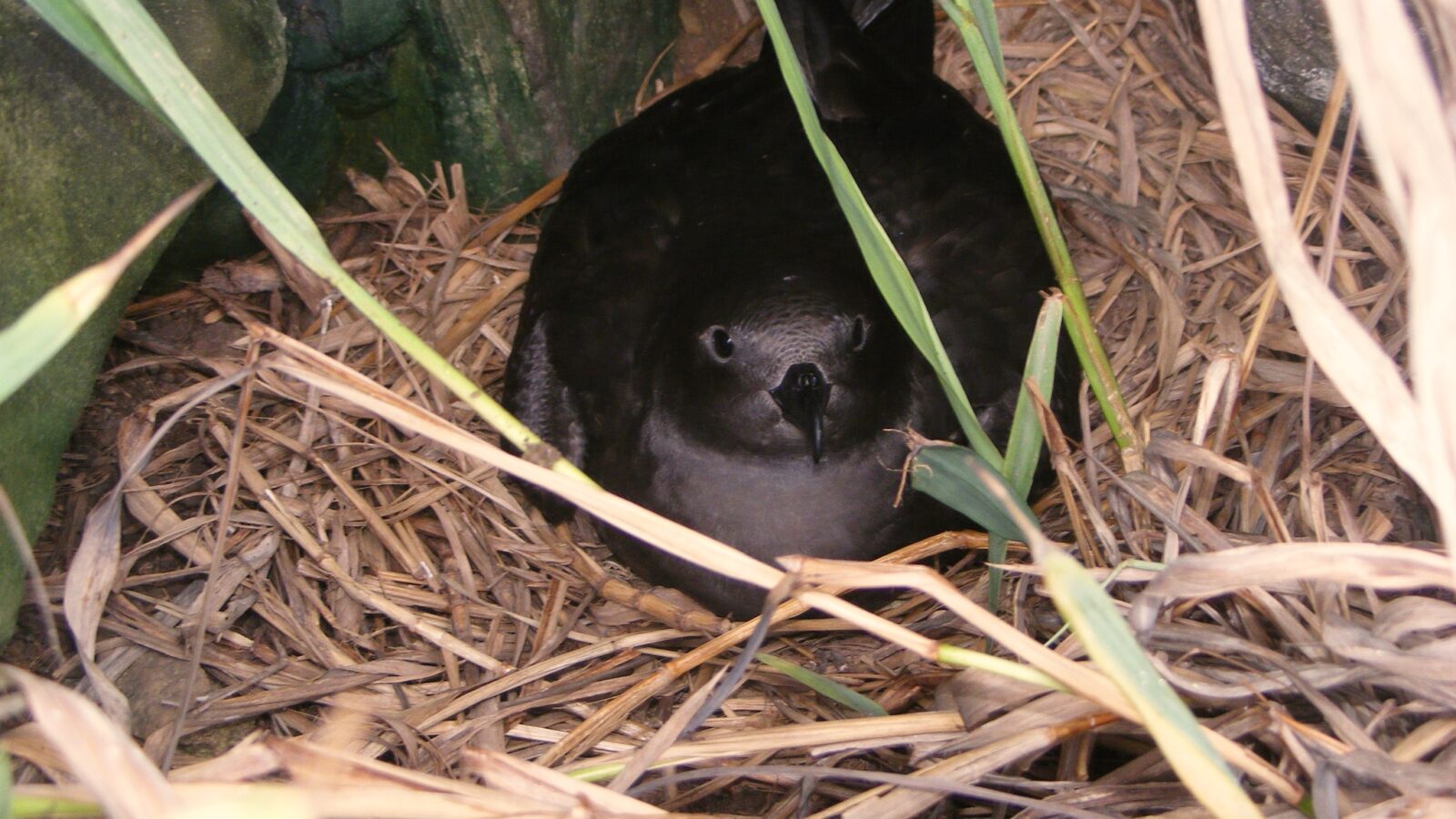 Henderson Petrel