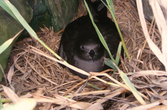 Henderson Petrel