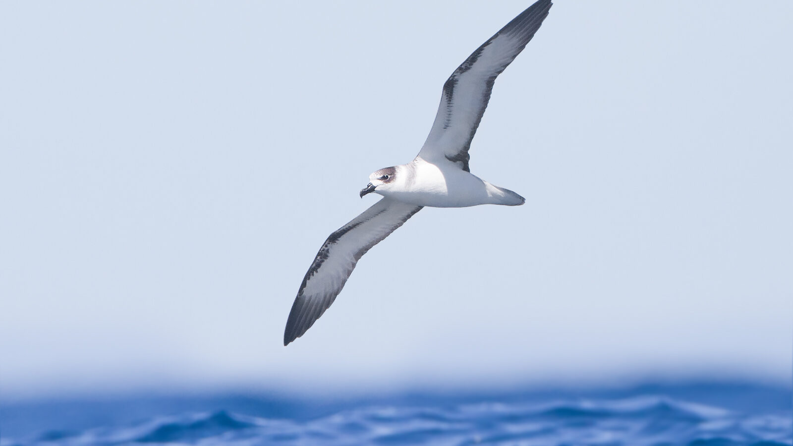 White-necked Petrel