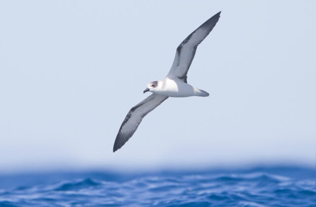 White-necked Petrel