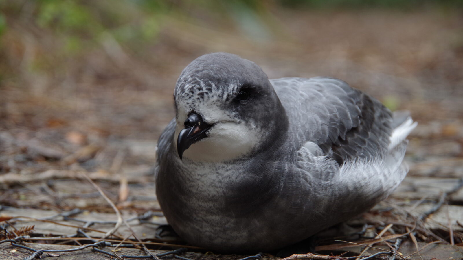 Cook’s Petrel