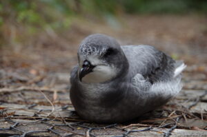 Cook’s Petrel