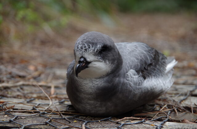 Cook’s Petrel