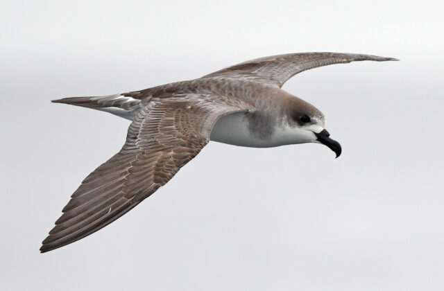 Juan Fernandez Petrel