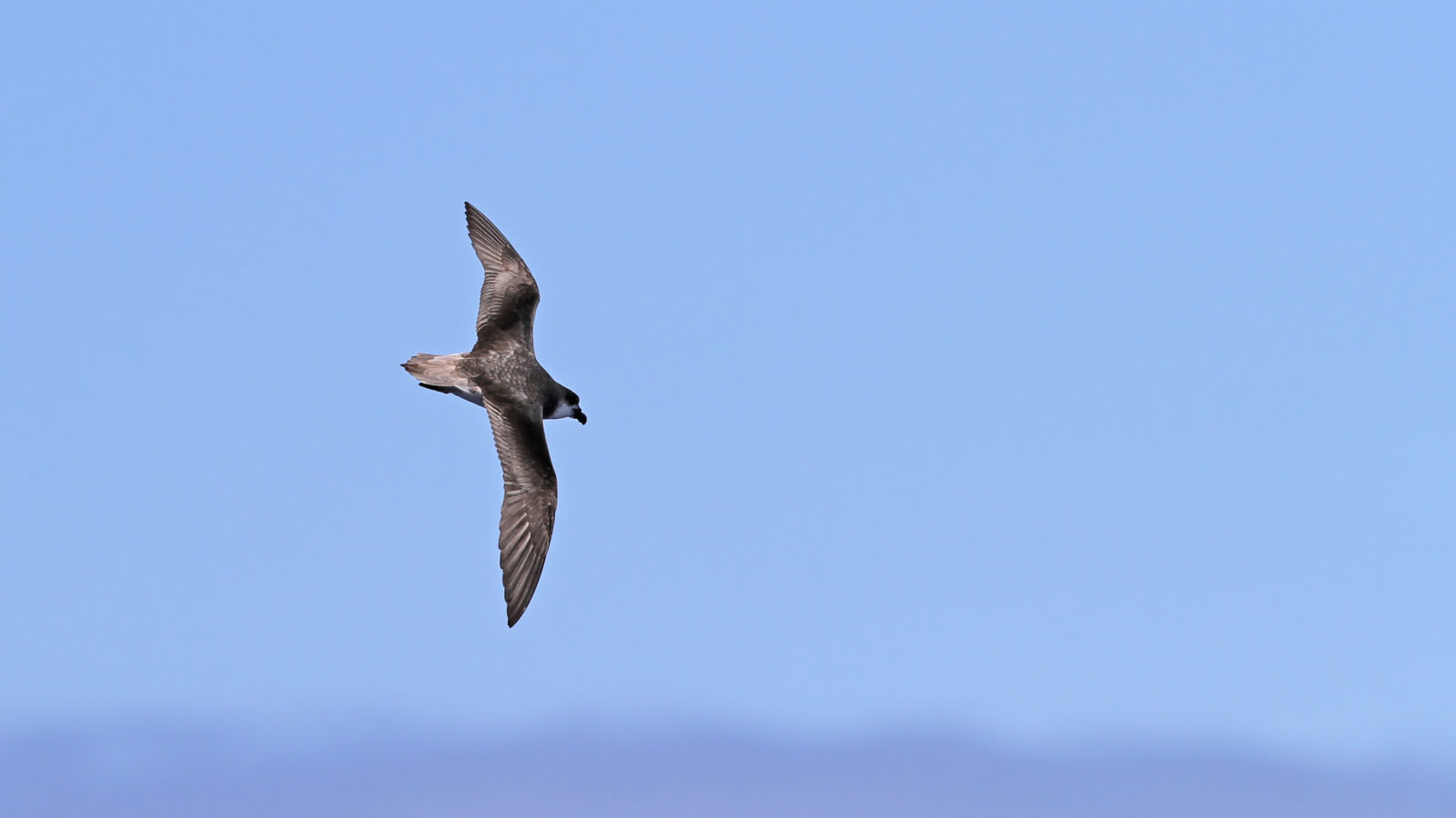 Desertas Petrel