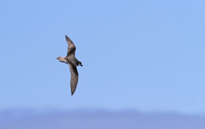 Desertas Petrel