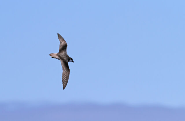 Desertas Petrel