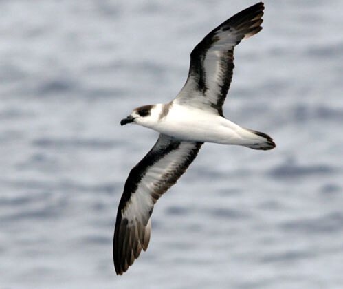Black-capped Petrel