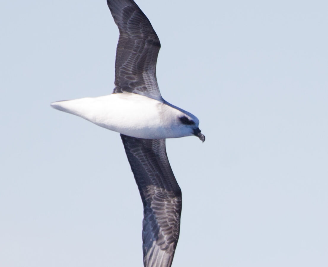 White-headed Petrel