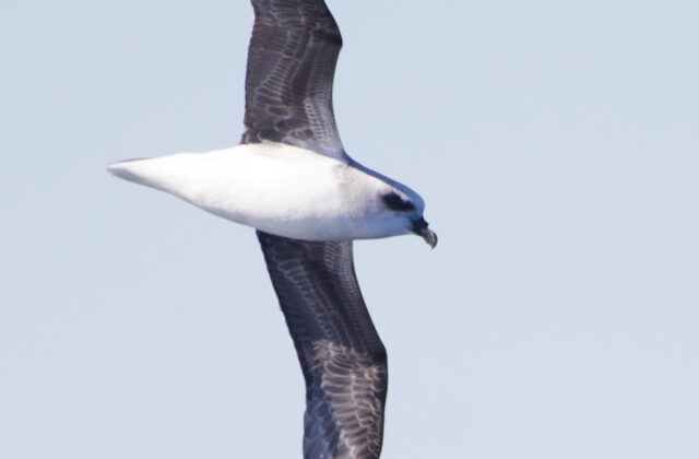 White-headed Petrel