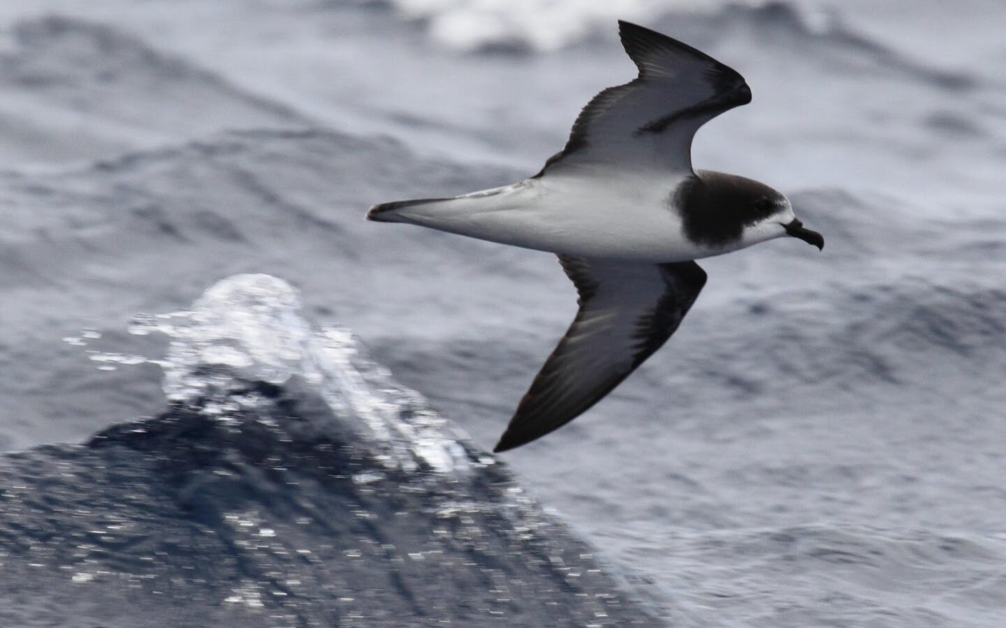 Gould’s Petrel