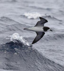 Gould’s Petrel