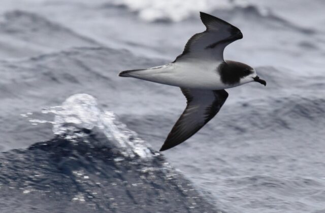 Gould’s Petrel