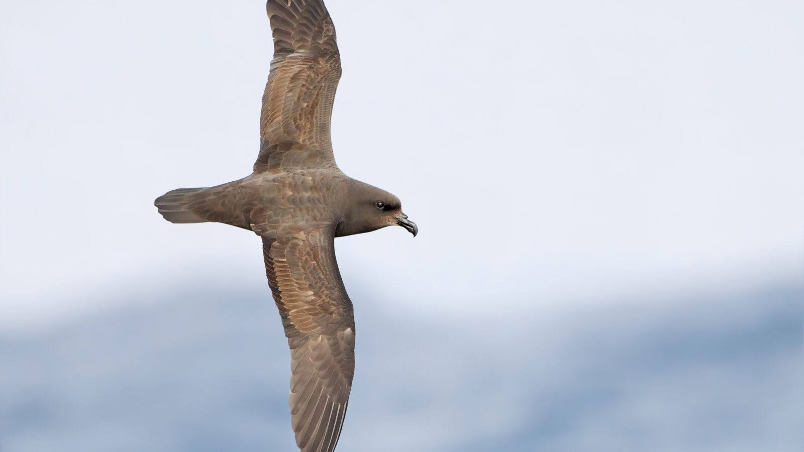 Great-winged Petrel