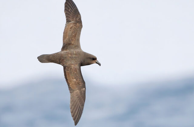 Great-winged Petrel