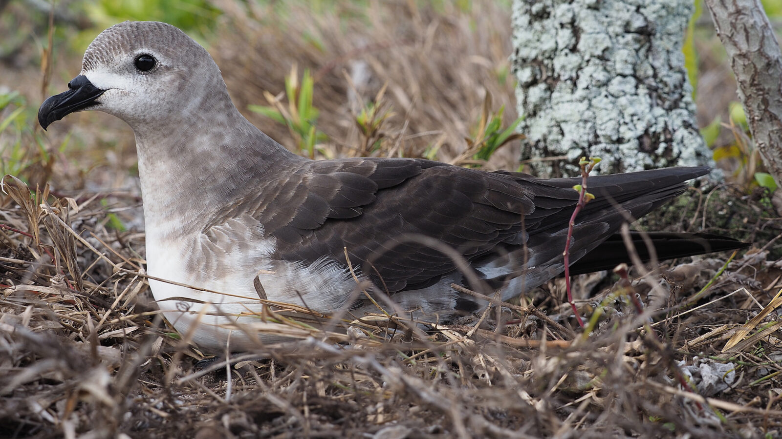 Kermadec Petrel