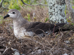 Kermadec Petrel