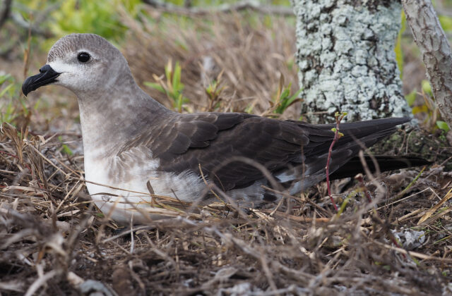 Kermadec Petrel