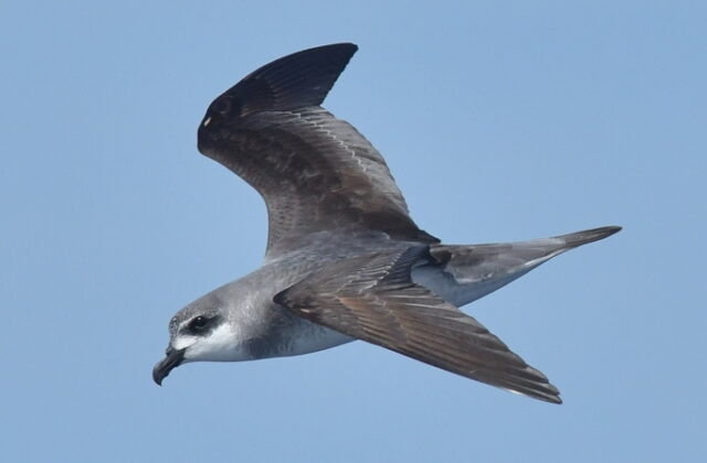 Black-winged Petrel
