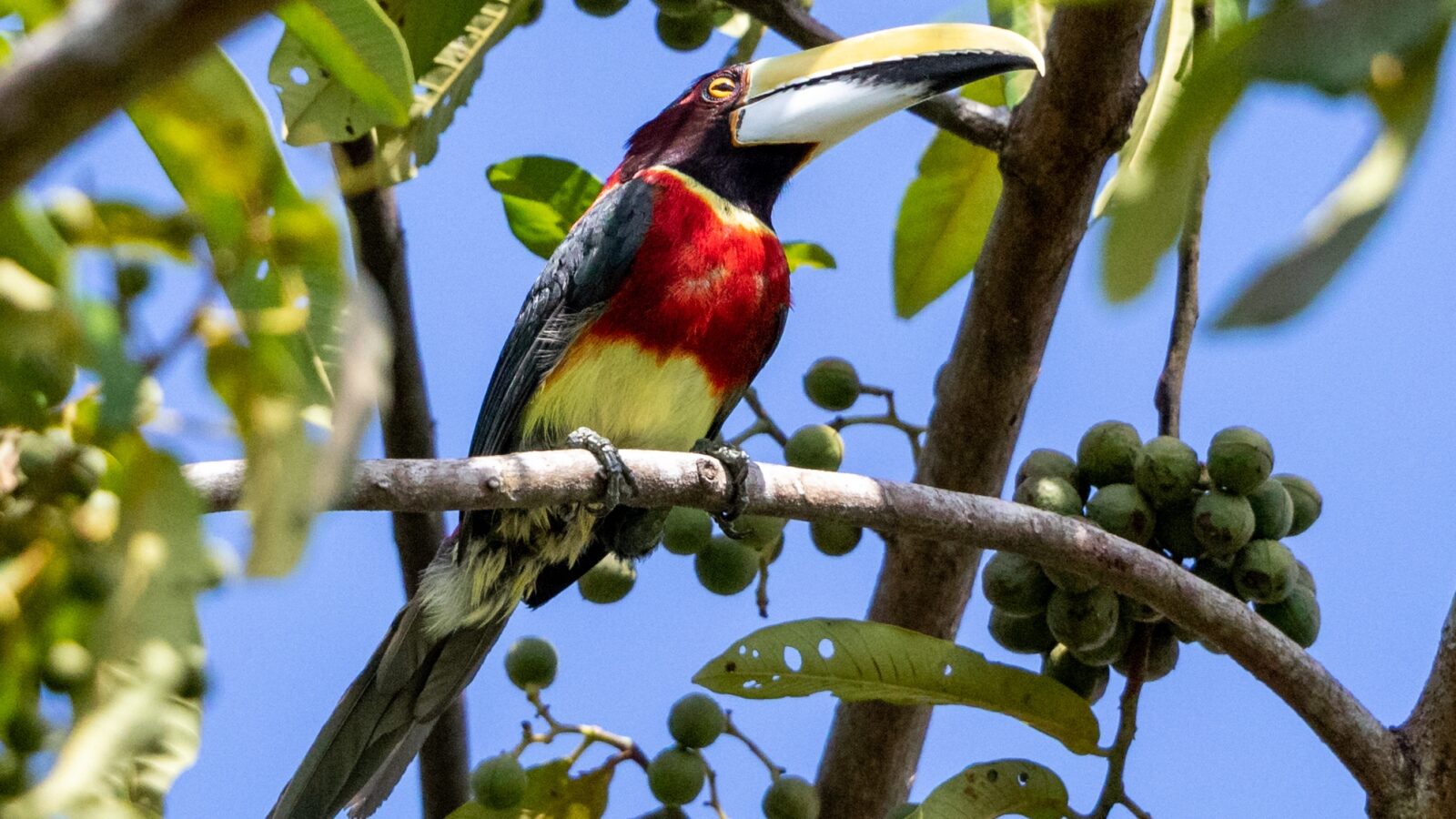 Red-necked Aracari
