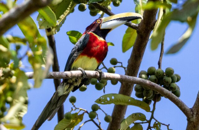 Red-necked Aracari