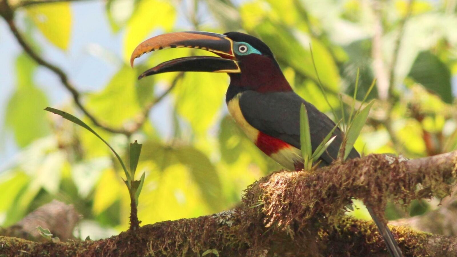 Chestnut-eared Aracari