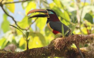 Chestnut-eared Aracari