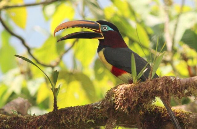 Chestnut-eared Aracari