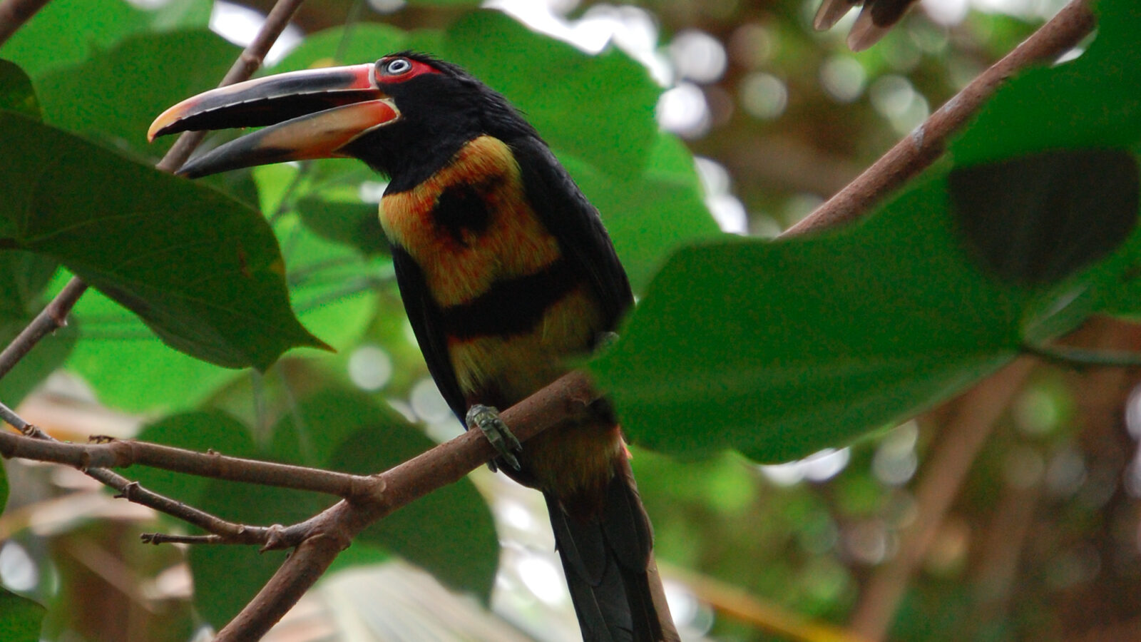 Pale-mandibled Aracari