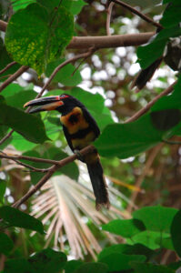 Pale-mandibled Aracari