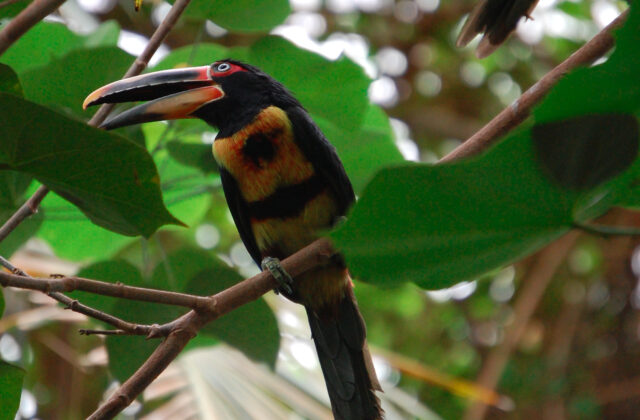 Pale-mandibled Aracari