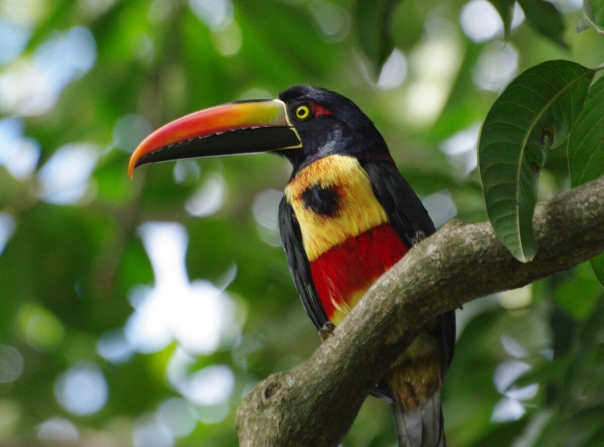 Fiery-billed Aracari