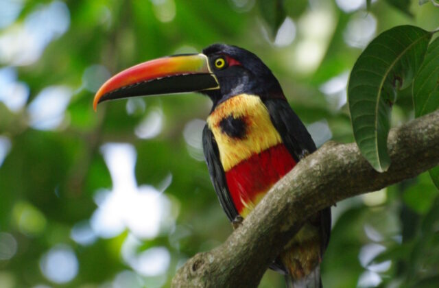 Fiery-billed Aracari