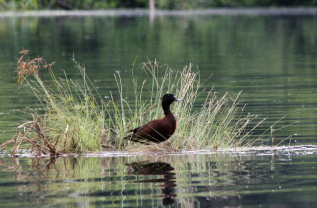 Hartlaub’s Duck