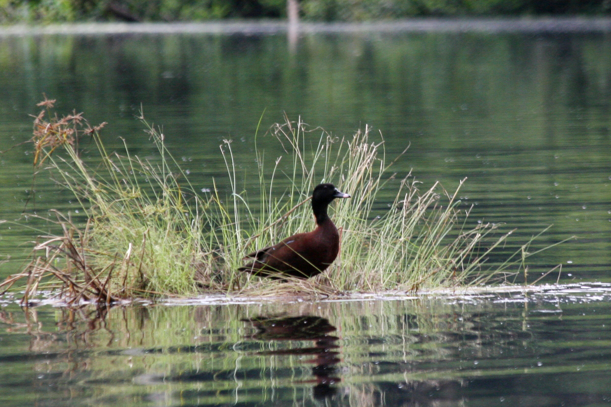 Hartlaub’s Duck