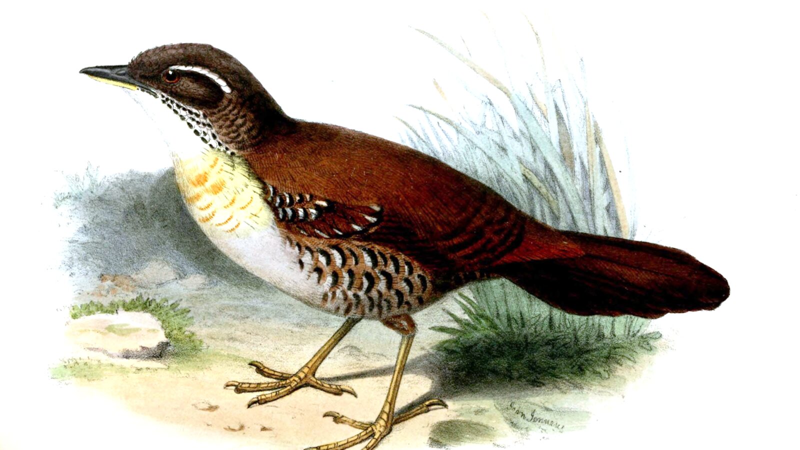 Rusty-belted Tapaculo