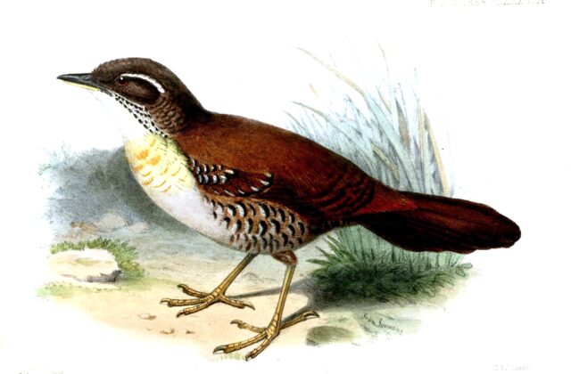 Rusty-belted Tapaculo