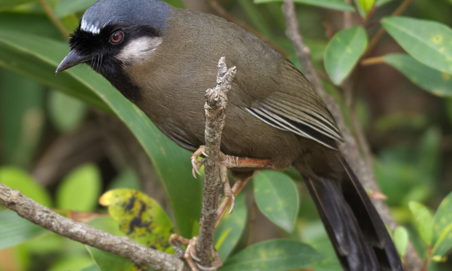 Black-throated Laughingthrush