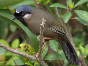 Black-throated Laughingthrush