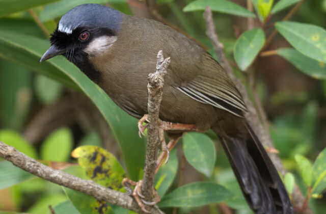 Black-throated Laughingthrush