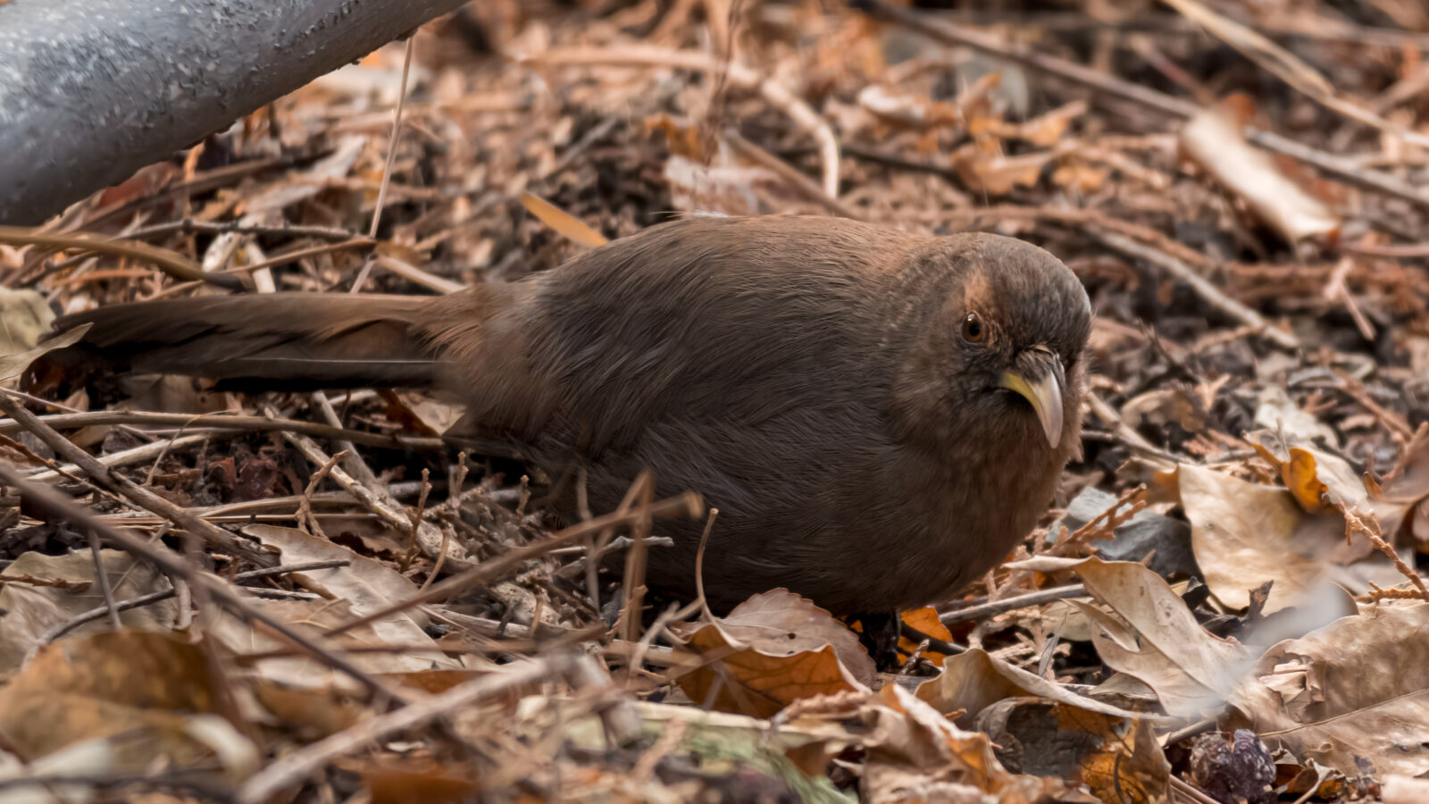 Plain Laughingthrush