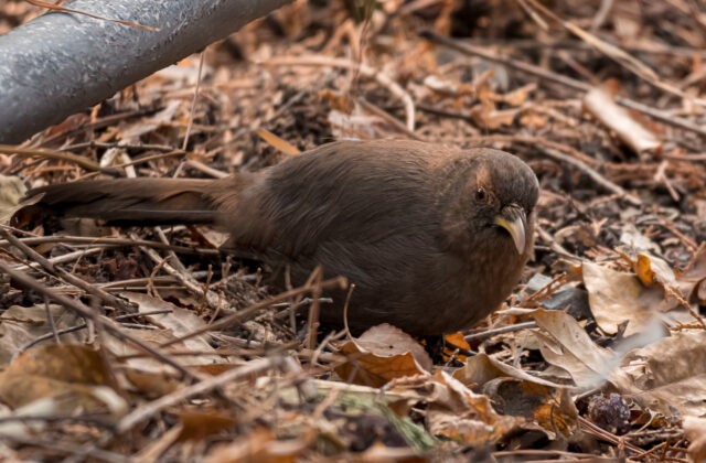 Plain Laughingthrush